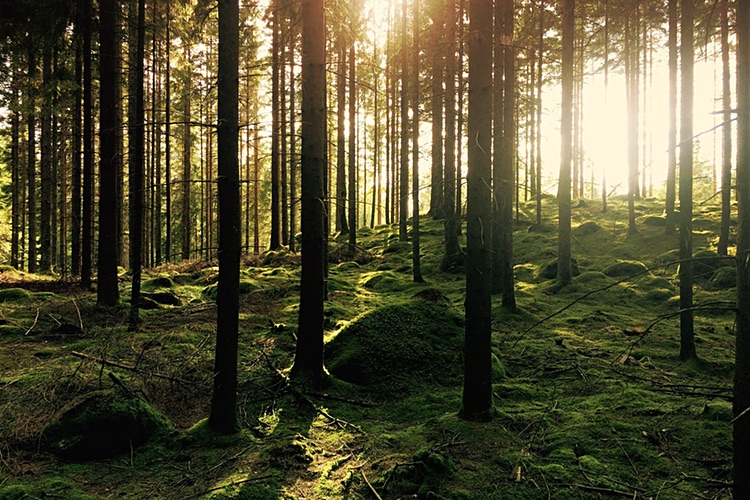 Gästblogg: Det händer något positivt med hjärnan när vi rör oss i skogen